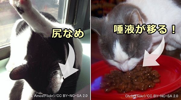 猫のうんちに現れる健康と病気 色や硬さのチェック方法から便通を良くする方法まで 子猫のへや