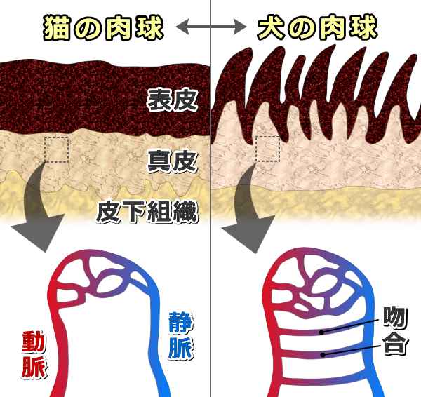 犬と猫の肉球断面比較図