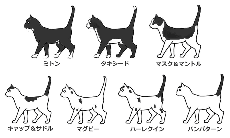 ホワイトスポットの現れ方による愛称一覧