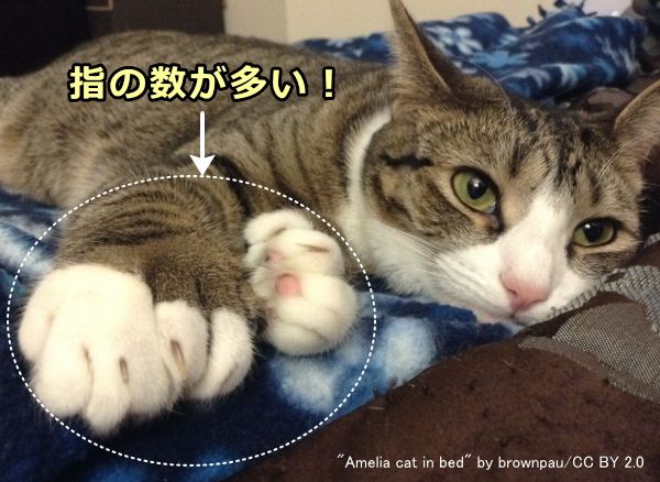 多指猫とは、通常よりも多く指を持つ猫のことでポリダクティルキャットとも呼ばれる