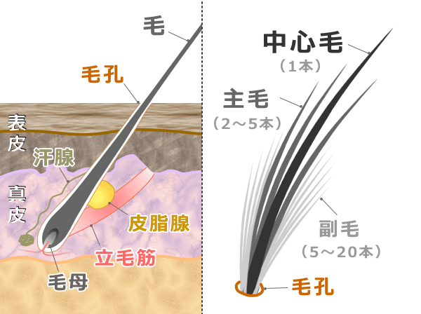 猫の主毛包模式図～毛軸・皮脂腺・汗腺・立毛筋の位置関係