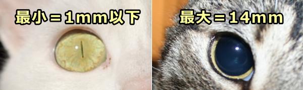 最大に開いたときと最小に閉じたときの猫の瞳孔比較写真