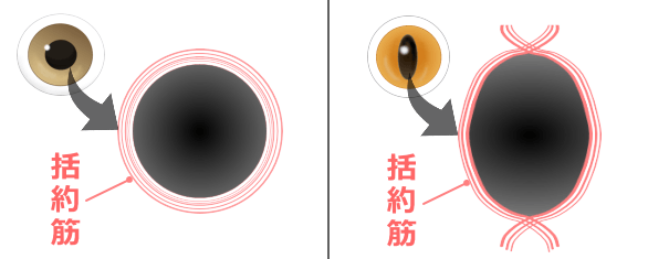 犬・人間と猫の瞳孔括約筋比較模式図