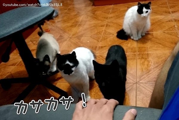 猫はカサカサという音を聞くと「獲物が隠れているのでは?」と予測する