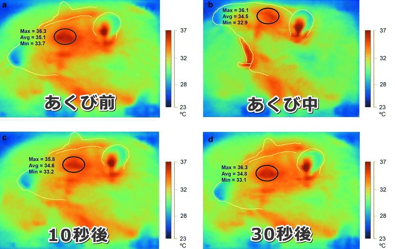 あくびの直後、ラットの顔面温度が低下する