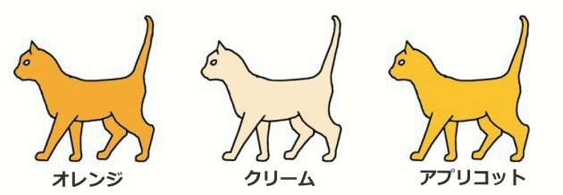 レッド系統の猫～レッド・クリーム・アプリコット