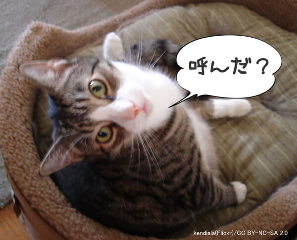 猫は名前に反応しているのか音に反応しているのか？