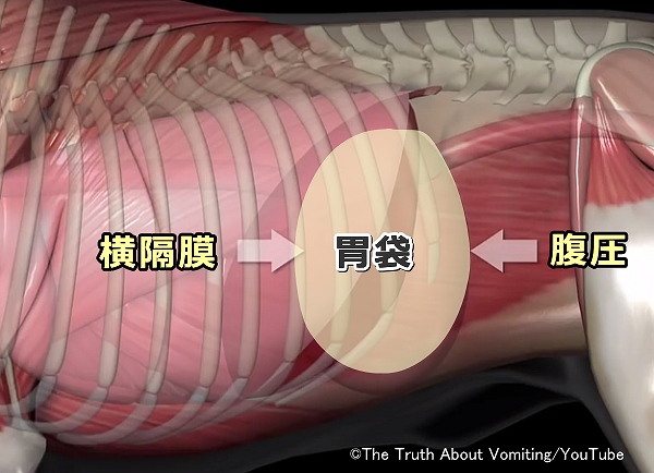 えづきにより横隔膜と腹圧で胃袋を上下から圧迫する