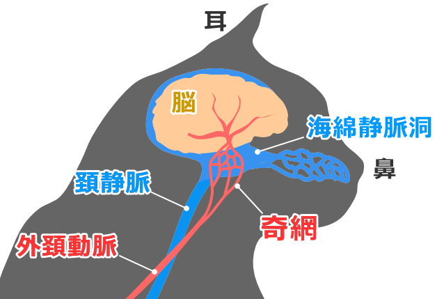 頚動脈奇網（rete mirabile）は脳を冷やすためのラジエーター