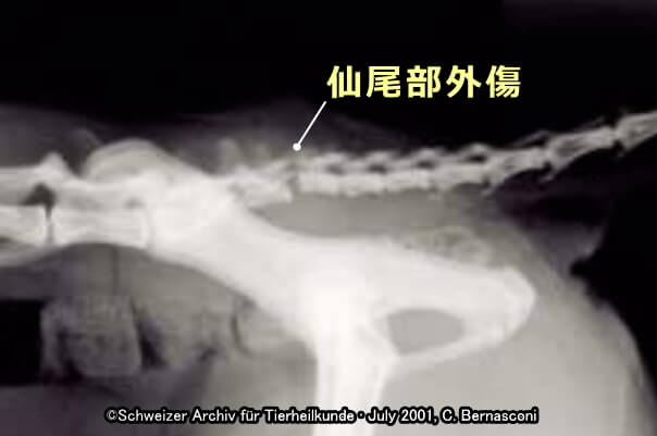 猫のしっぽの付け根に発症した仙尾部外傷のレントゲン写真