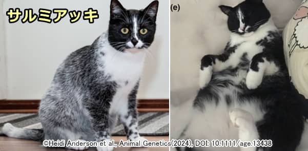 サルミアッキパターンの猫