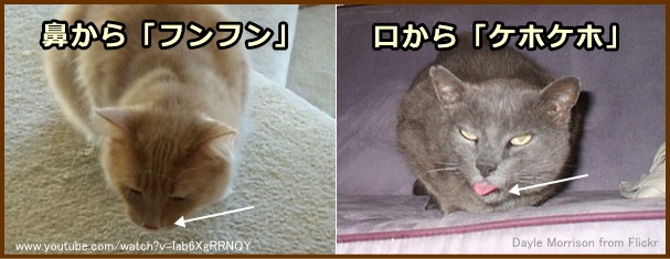 猫の咳には、鼻から息を出すタイプと口から出すタイプとがある