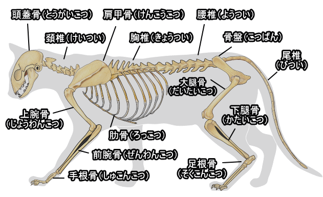猫の骨格解剖図・完全ガイド～頭と首、胴体、前足と後足、骨盤としっぽ 