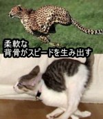 猫の柔軟な骨格可動性は、チーターのような柔らかな身のこなしを可能にする。