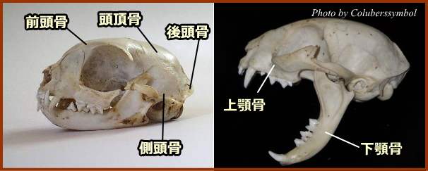 猫の頭蓋骨～頭頂骨・後頭骨・前頭骨・側頭骨・下顎骨・上顎骨