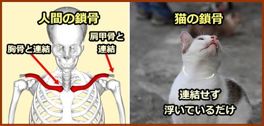人間と猫の鎖骨の違い～人の鎖骨は連結されているが、猫の鎖骨は宙ぶらりん