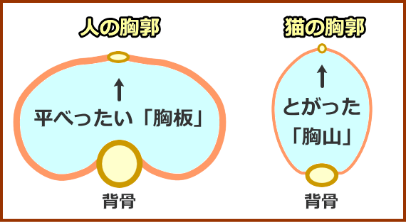 人間と猫の胸郭を輪切りにし、上から見た比較図