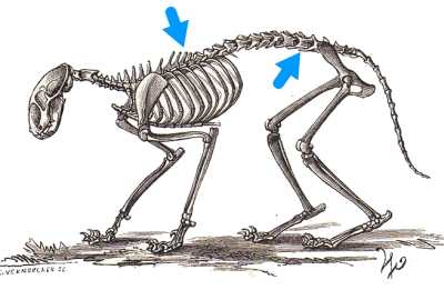 猫の胴体（体幹）は、胸椎と肋骨、および腰椎からなります。