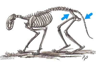 猫の骨盤は仙骨・寛骨・腸骨という3つの骨によって構成されており、またしっぽには尾椎と呼ばれる骨が入っています。