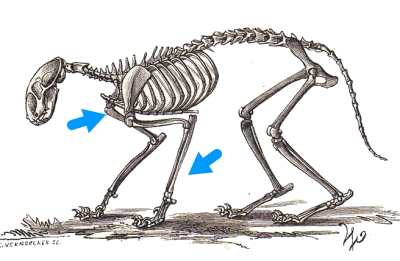 猫の前足（前肢）は、上から肩甲骨・上腕骨・橈骨・尺骨、そして手根骨から構成されます。