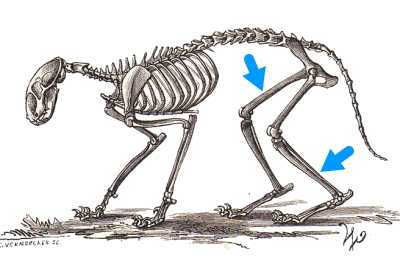 猫の後足（後肢）は、大腿骨・腓骨・脛骨、および足根骨から構成されます。