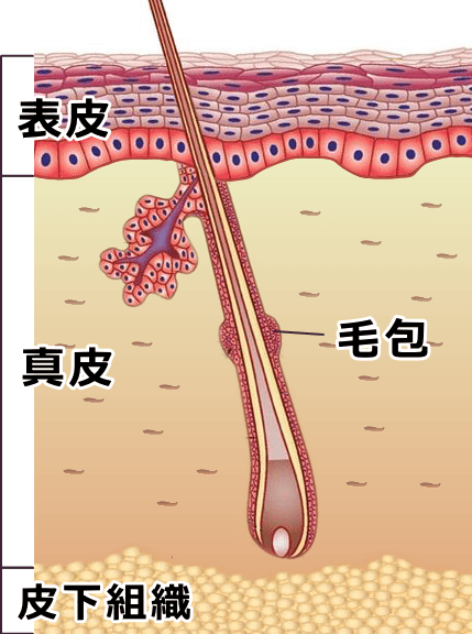 猫の皮膚層～表皮・真皮・皮下組織