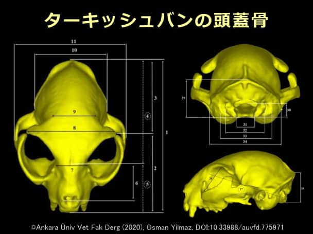 ターキッシュヴァンの頭蓋骨CT画像