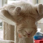 長い睡眠時間を誇る猫は、その寝姿から「寝子」が語源ではないかとさえ言われている