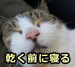 猫の目が乾燥しにくいのは、目が乾く前に眠りに落ちてしまうから