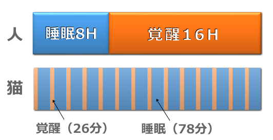 人間と猫の1日における睡眠サイクル比較