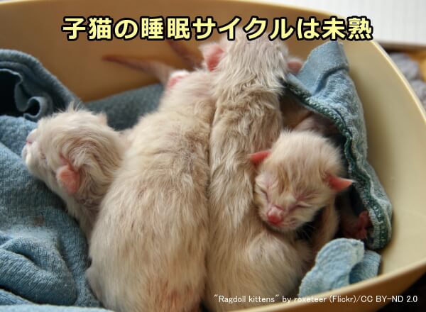 生後間もない子猫の睡眠サイクルはまだ未熟