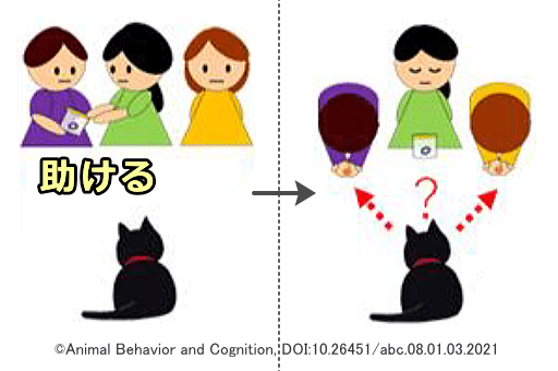 猫における人間を用いた社会的傍受実験～協力的な人を見た後「いい人」と判断するか？