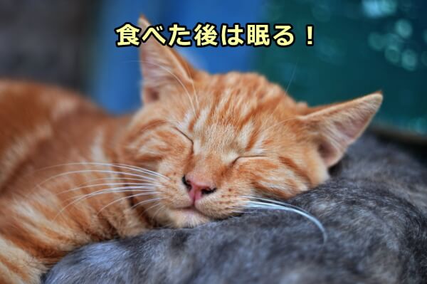 ごはんをたらふく食べた後の猫はぐっすり眠る