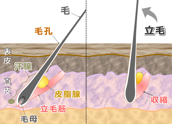 立毛筋の収縮と皮脂腺の圧縮は連動している