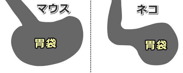 ネズミとネコの胃袋の形状比較図～ネコの胃袋はややロート型をしている