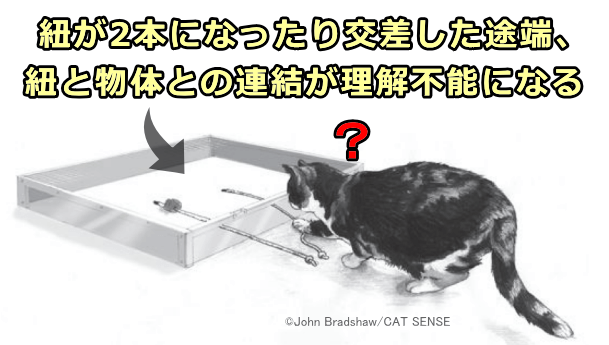 紐が2本になったり交差してしまうと、猫は紐と先端の物体の連結を理解できなくなる