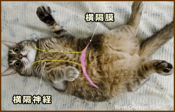猫の横隔膜とそれを支配する横隔神経の模式図