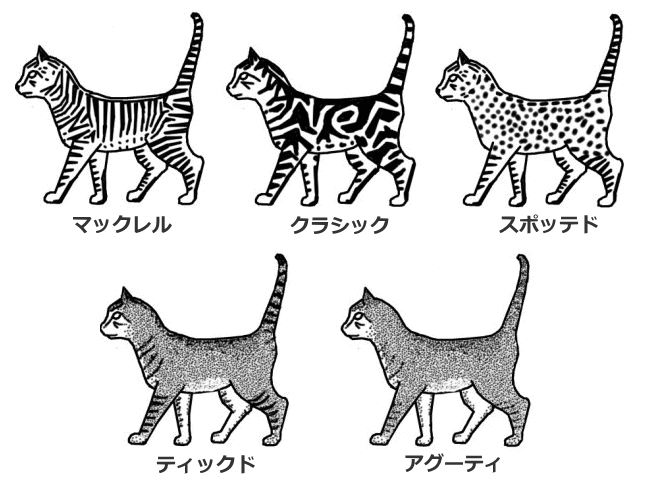 タビーパターン一覧～マックレル・クラシック・スポッテド・ティックド・アグーティ