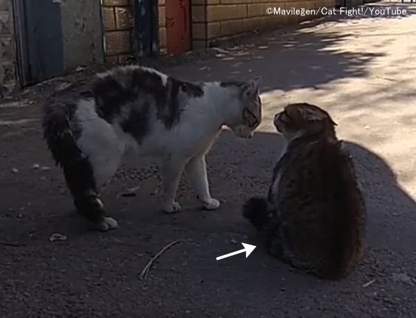 猫のしっぽ 完全ガイド 気持ちの読み方から動きのしくみまで 子猫のへや