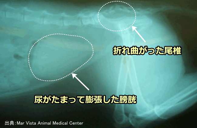 しっぽ引っ張り外傷を負った猫のレントゲン写真