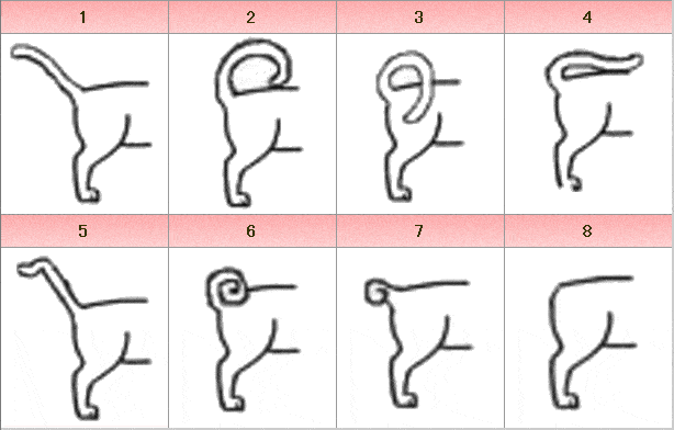 形状で分類した猫のしっぽの種類・一覧図