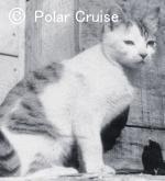 南極観測船「宗谷」に同乗したオスの三毛猫「たけし」