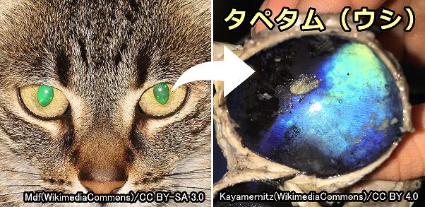 猫の網膜の裏にはタペタムと呼ばれる薄い光の反射細胞層がある