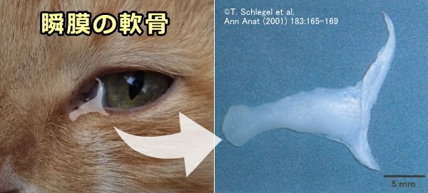 猫の瞬膜（第三眼瞼）の中にある弾性繊維性軟骨