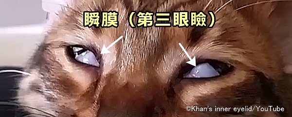 猫の場合瞬膜が眼球を覆うことで白目をむいた状態になる