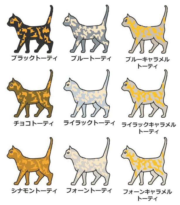 Oo遺伝子によって発現する赤と他色のまだら模様～トータスシェル（サビ）