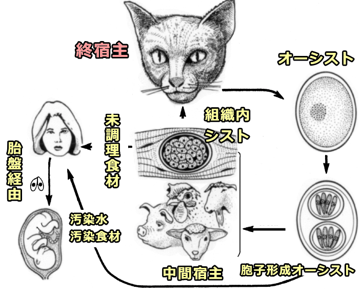 トキソプラズマの生活環