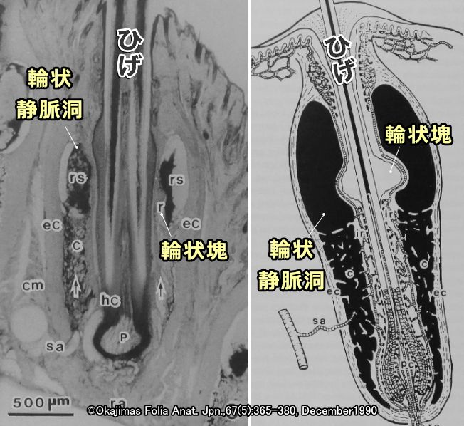 猫の洞毛（ひげ）の模式図と顕微鏡写真