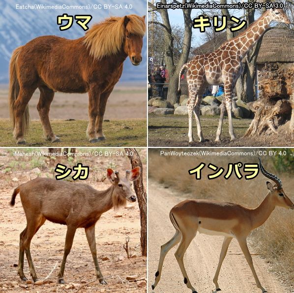 蹄を地面に接地して歩行する蹄行性の代表的な動物一覧