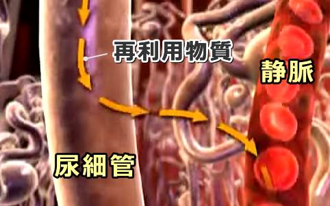 腎細管から近隣毛細血管への微量物質再吸収